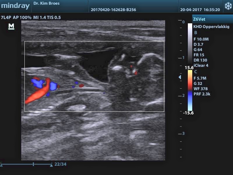 dierenartsen kim en greet - echografie