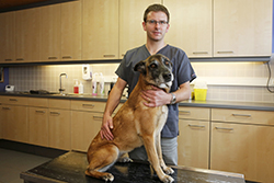 dierenartsen kim en greet - vaccinatie hond